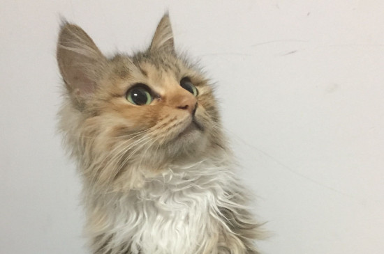 猫咪食欲不振老睡觉