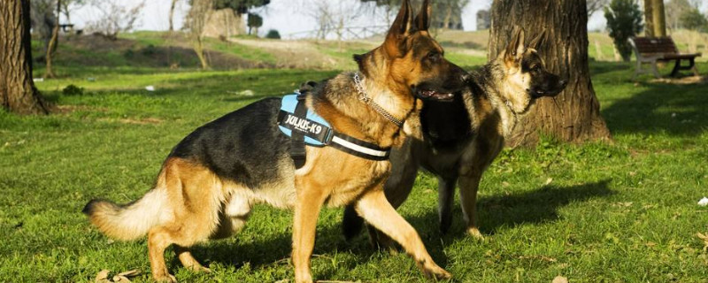 世界十大警犬
