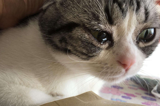 猫鼻子里面有黑色鼻屎