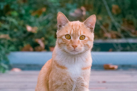 猫多久生小猫