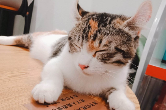 猫重复喵呜是什么意思