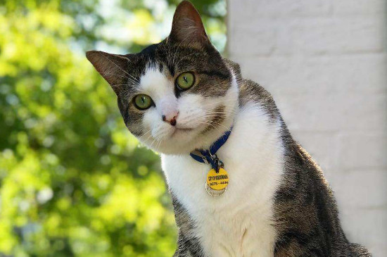 如何让猫咪不到处撒尿，怎样教猫咪不到处拉尿