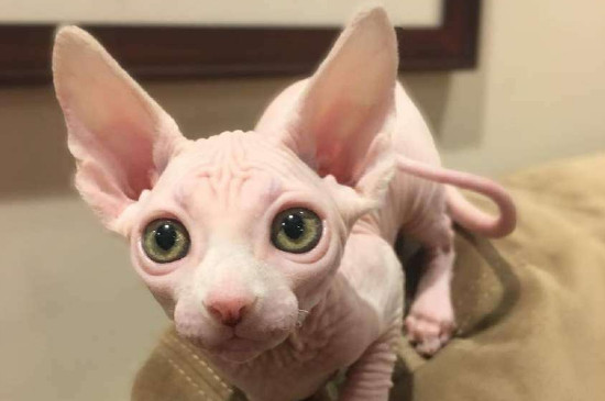 什么人不适合养猫