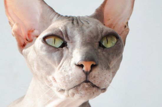 母猫绝育后鼓包正常吗