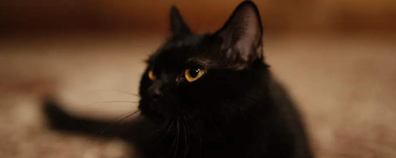 猫咪怀孕的症状