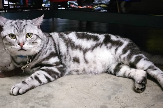 猫咪鼻子干耳朵热