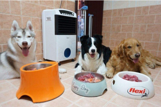 幼犬能吃肉吗，幼犬几个月可以吃肉