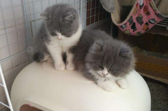 带猫坐车中途会拉屎吗