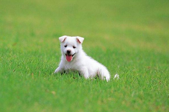 干洗粉对幼犬有伤害吗