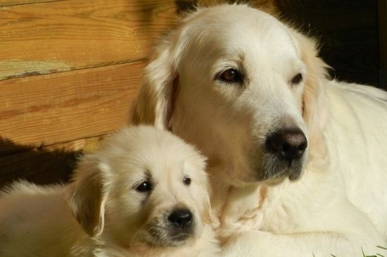 金毛幼犬打嗝怎么回事
