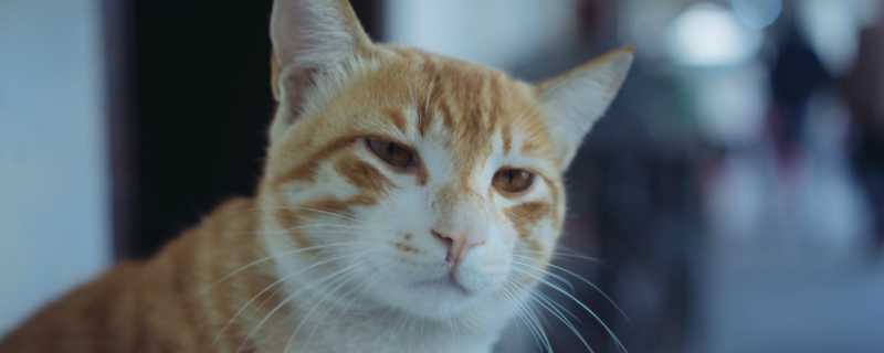 猫脱毛严重怎么回事