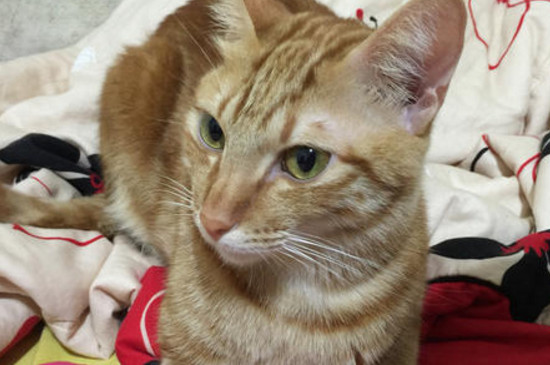 猫的肚子很大