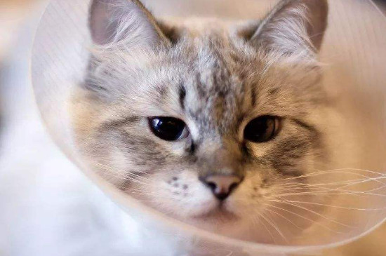 口炎猫的寿命