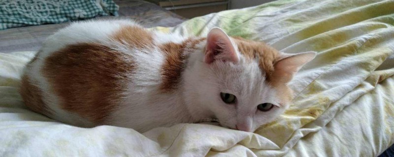 没有满月的小猫怎么养