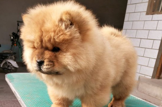 什么狗对主人最忠诚