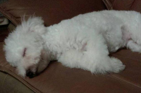 比熊犬怕冷吗