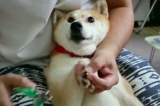 狗狗指甲出血会自愈吗
