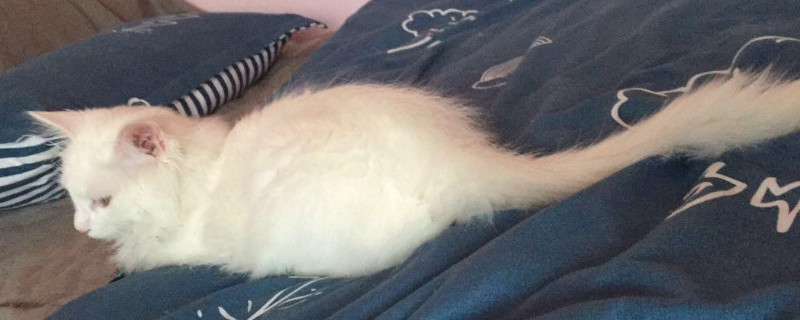 猫吐了白色黏液,没精神