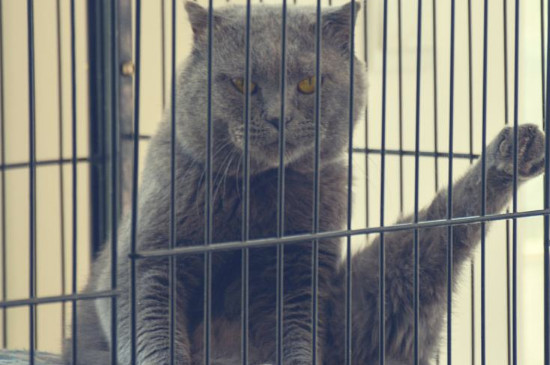 猫生产前的姿势