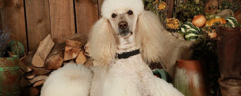贵宾犬身上有异味怎么办