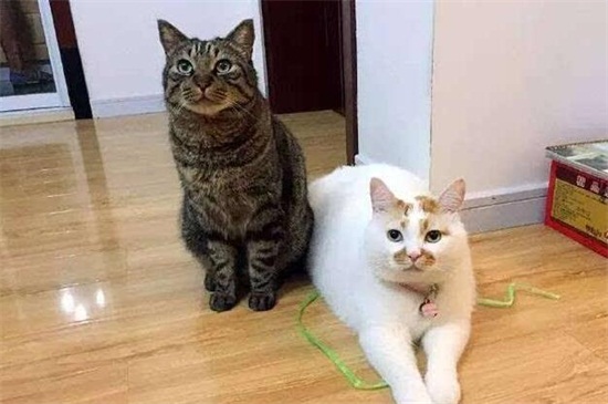 母猫发完情是什么症状