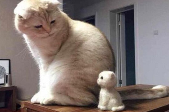 猫为什么从高处摔下来没有事