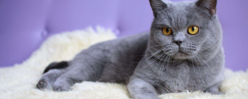 蓝猫可以放养吗