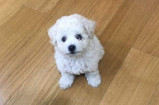 狗像哮喘一样抽气是怎么回事