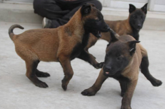 马犬幼犬怎么喂养