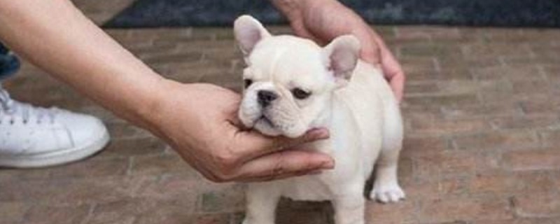 幼犬多大可以遛狗