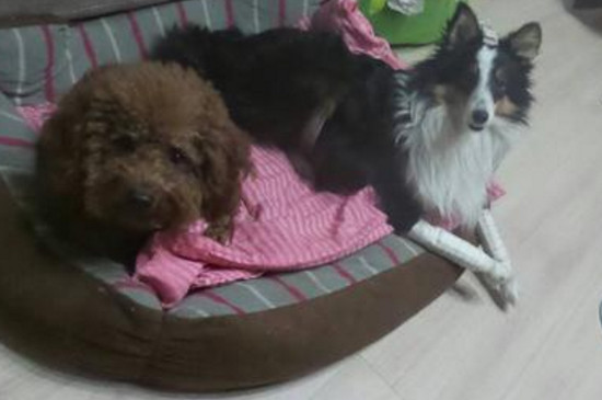 狗狗前腿肘部脱毛发红