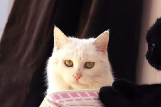 闹猫期间可以做绝育吗