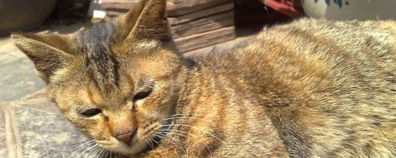 猫咪伤口化脓了会死吗