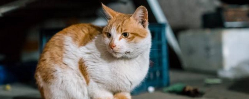 猫鼻子烂了