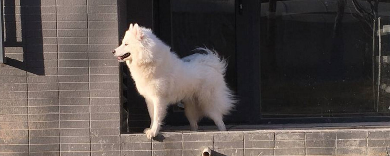 成年狗怎么认新主人