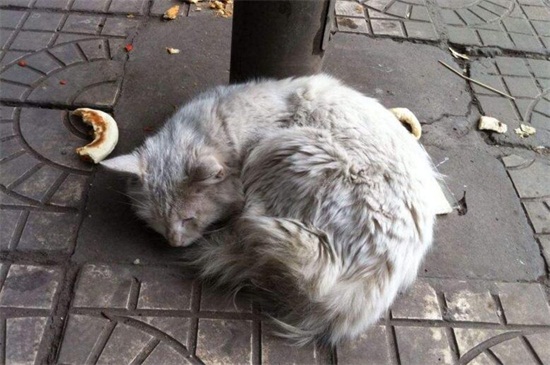 捡到流浪猫该怎么处理