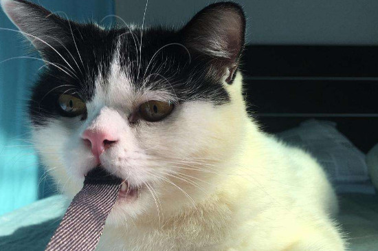 猫爱咬人怎么矫正