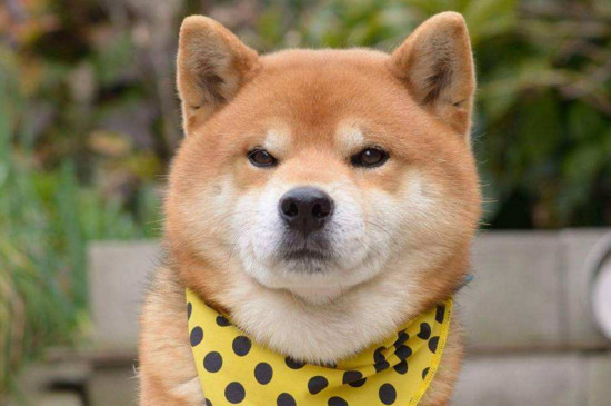 狗狗心衰能活多久