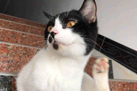 猫咪吃蛋黄可以化毛吗