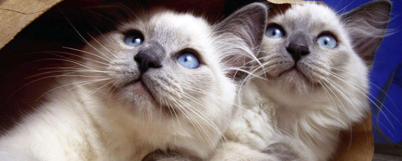 质量口碑较好的猫粮