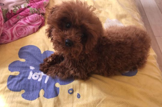 懒人适合养什么小型犬