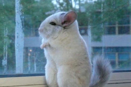 龙猫不吃不喝没精神