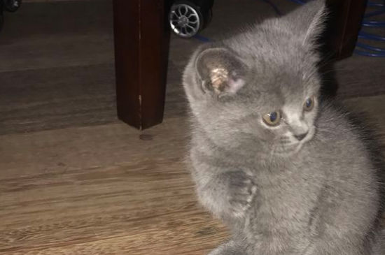 怎么样诱导猫咪去产房