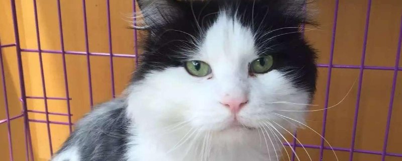 猫在床上拉尿什么原因