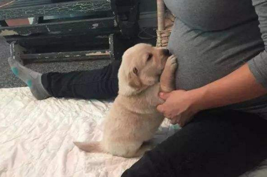 狗身上有弓形虫吗，很少有但多是吃生肉感染的