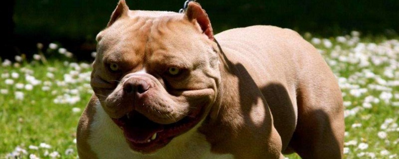 恶霸犬冬天能在室外养吗
