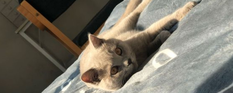 小猫身上很大一股屎味