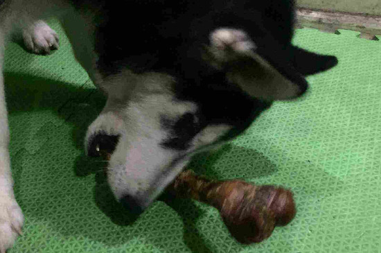 狗狗磨牙棒多久吃一次