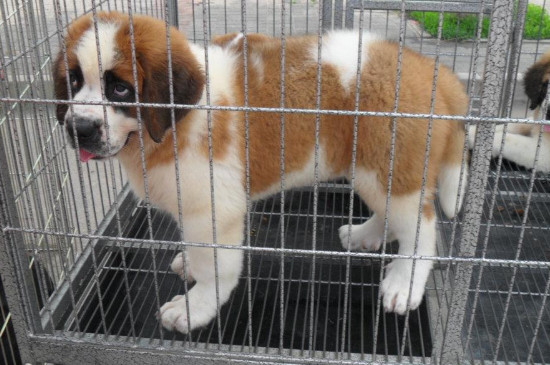圣伯纳犬有攻击性吗