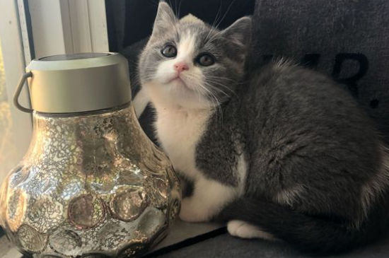 宠物店收猫吗不想养了